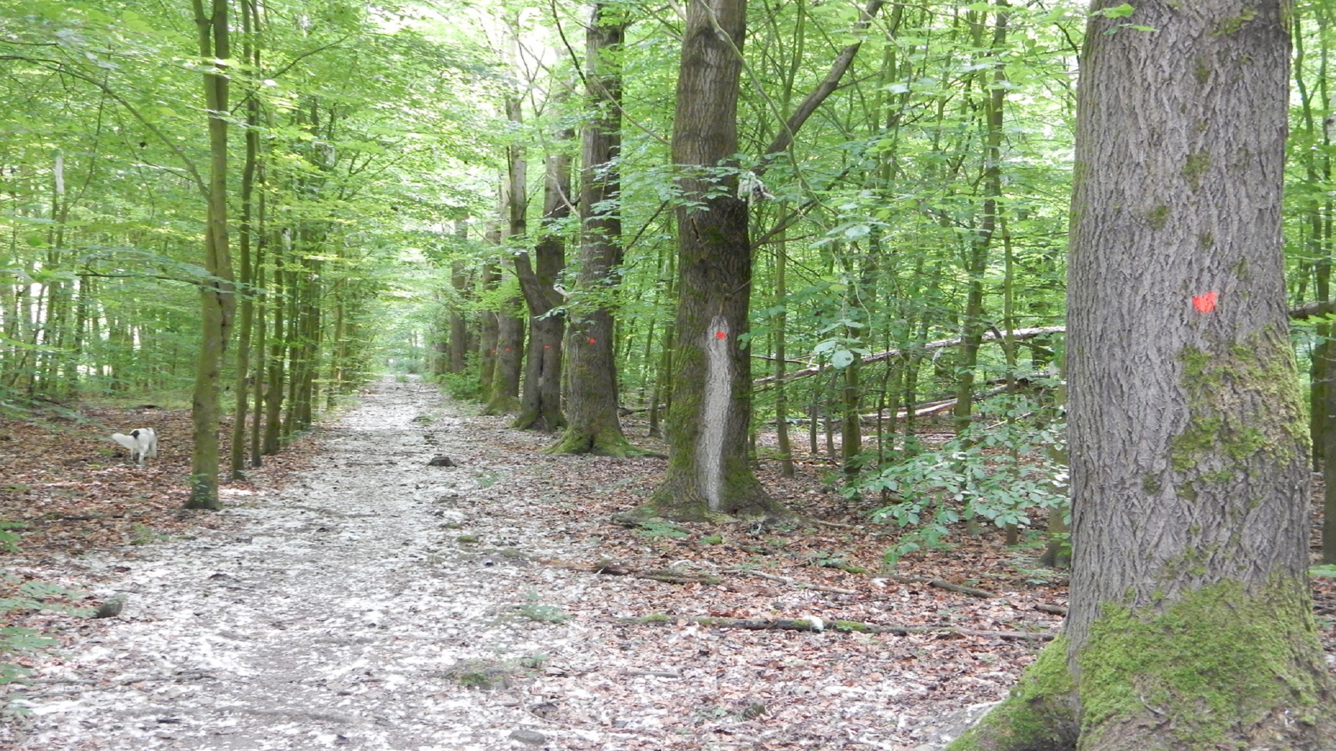 Grote werkzaamheden in De Waarderhout