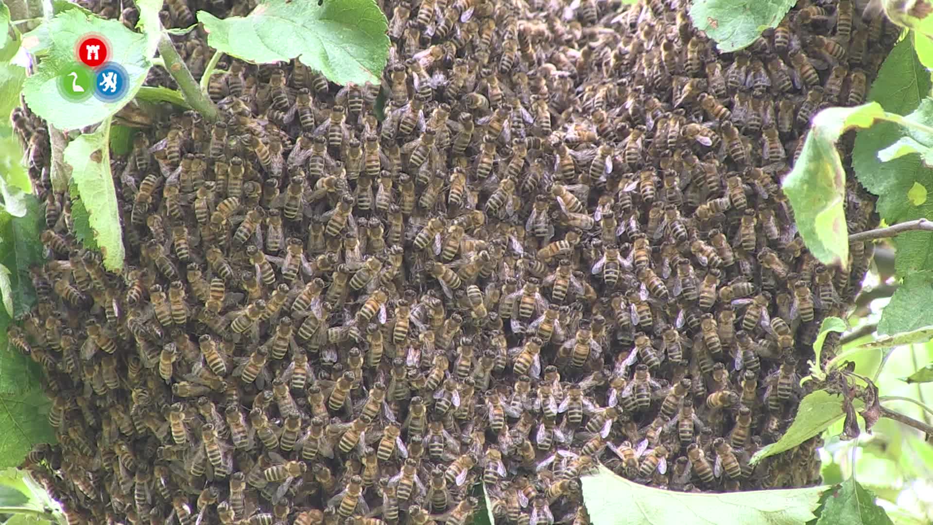 Bijenzwerm vind nieuw thuis in tuin Langedijker (VIDEO).