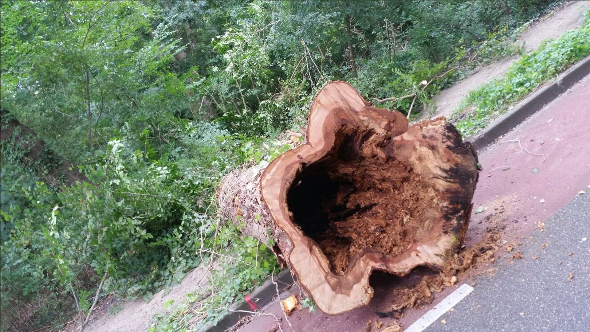 Stadswerk072 kapt bomen tijdens 'explosie' van Iepziekte