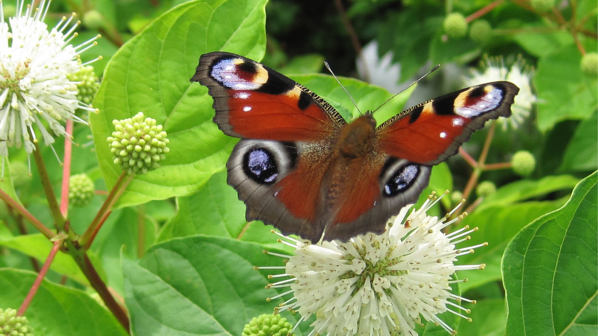 Vlinders kijken in de duinen rond de Schaapskooi