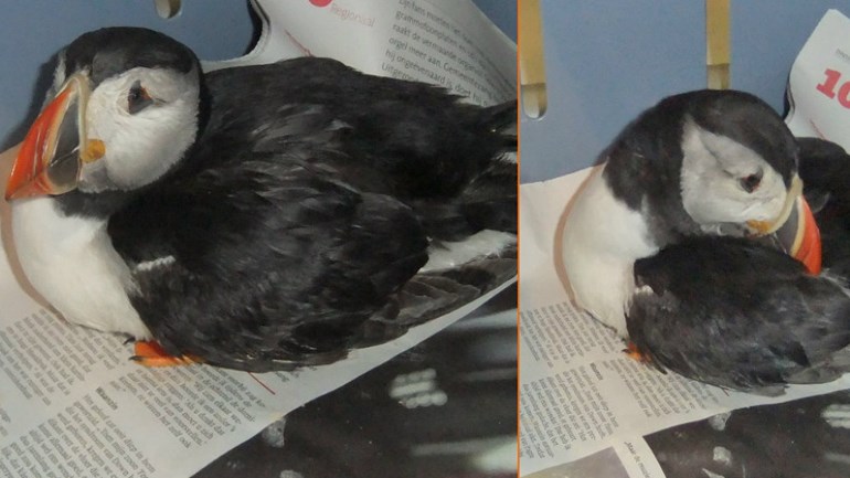 Zeldzame papegaaiduiker strandt bij Egmond aan Zee 1