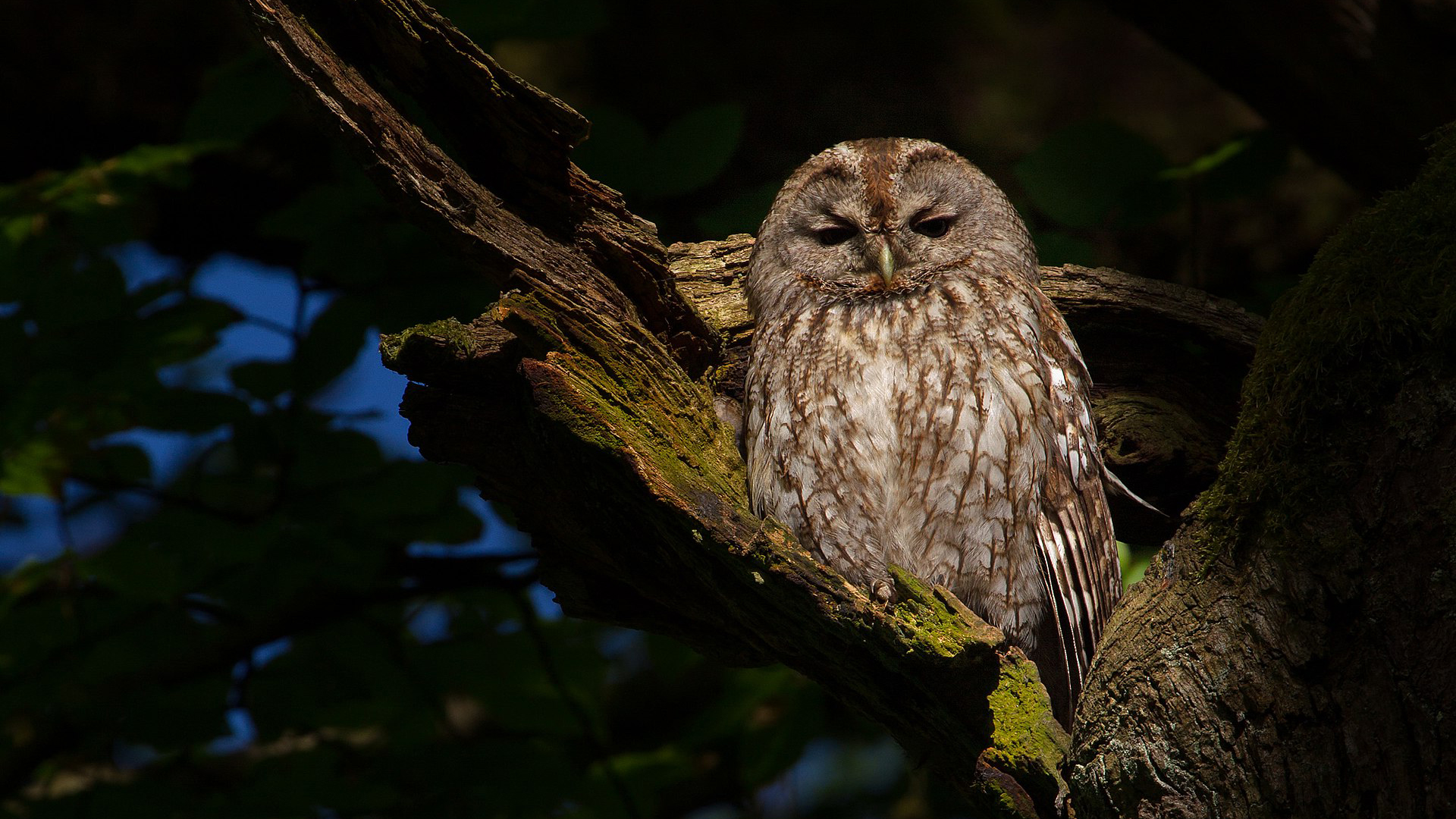 Vogelwerkgroep klimt in hoogste boom voor vogels Alkmaarder Hout