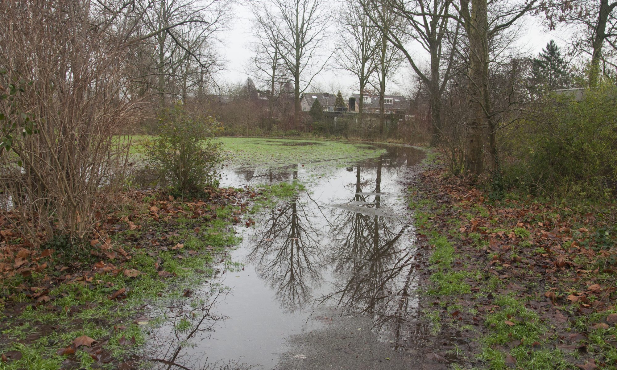 Natte voeten in park bij Larixplantsoen