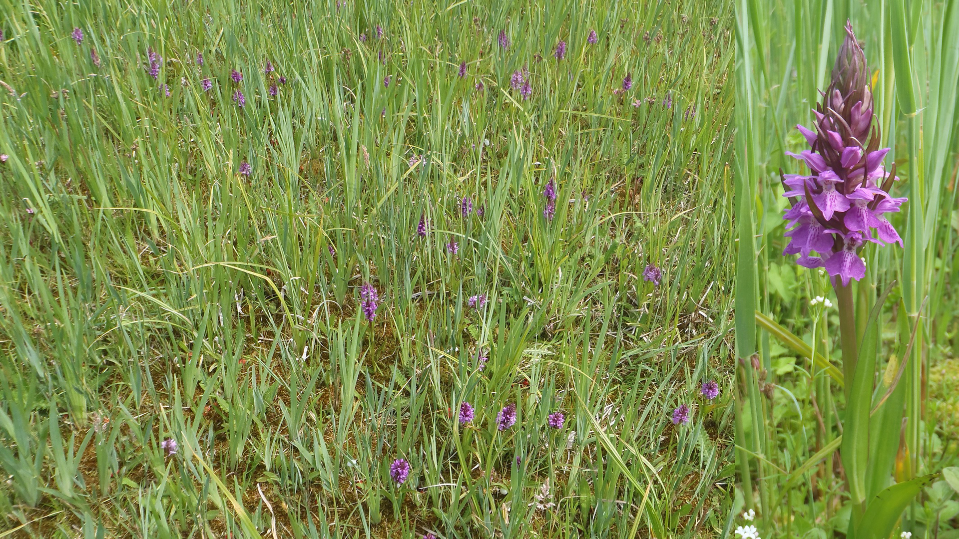 Rietorchis Eilandspolder