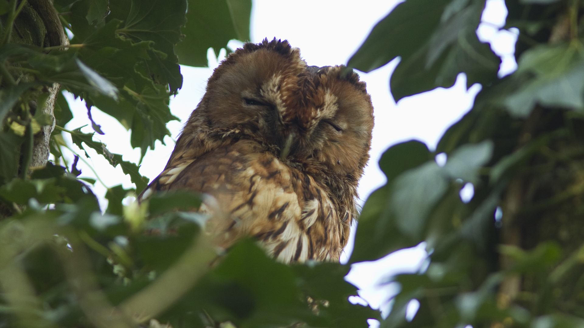 Uilenmiddag in de Schaapskooi van Bergen