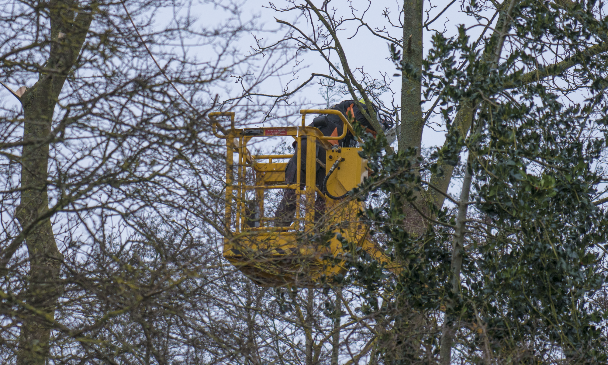 112 bomen worden gekapt en vervangen in Vaart Alkmaar