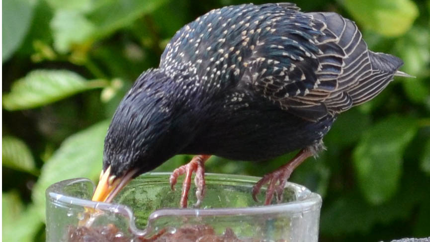 Help vogels de winter door tijdens themamiddag in de Schaapskooi