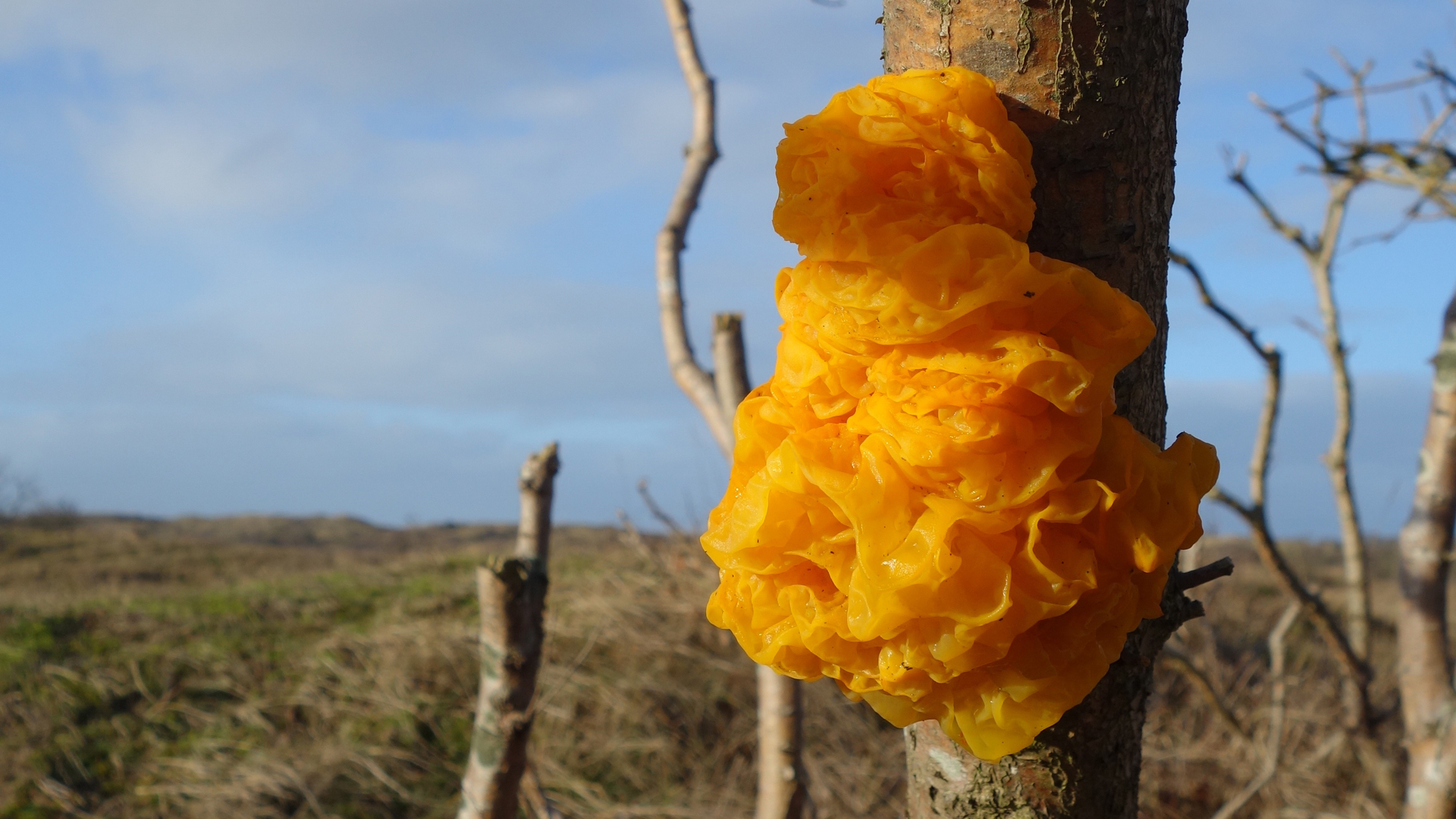 trilzwam schaapskooi duinen