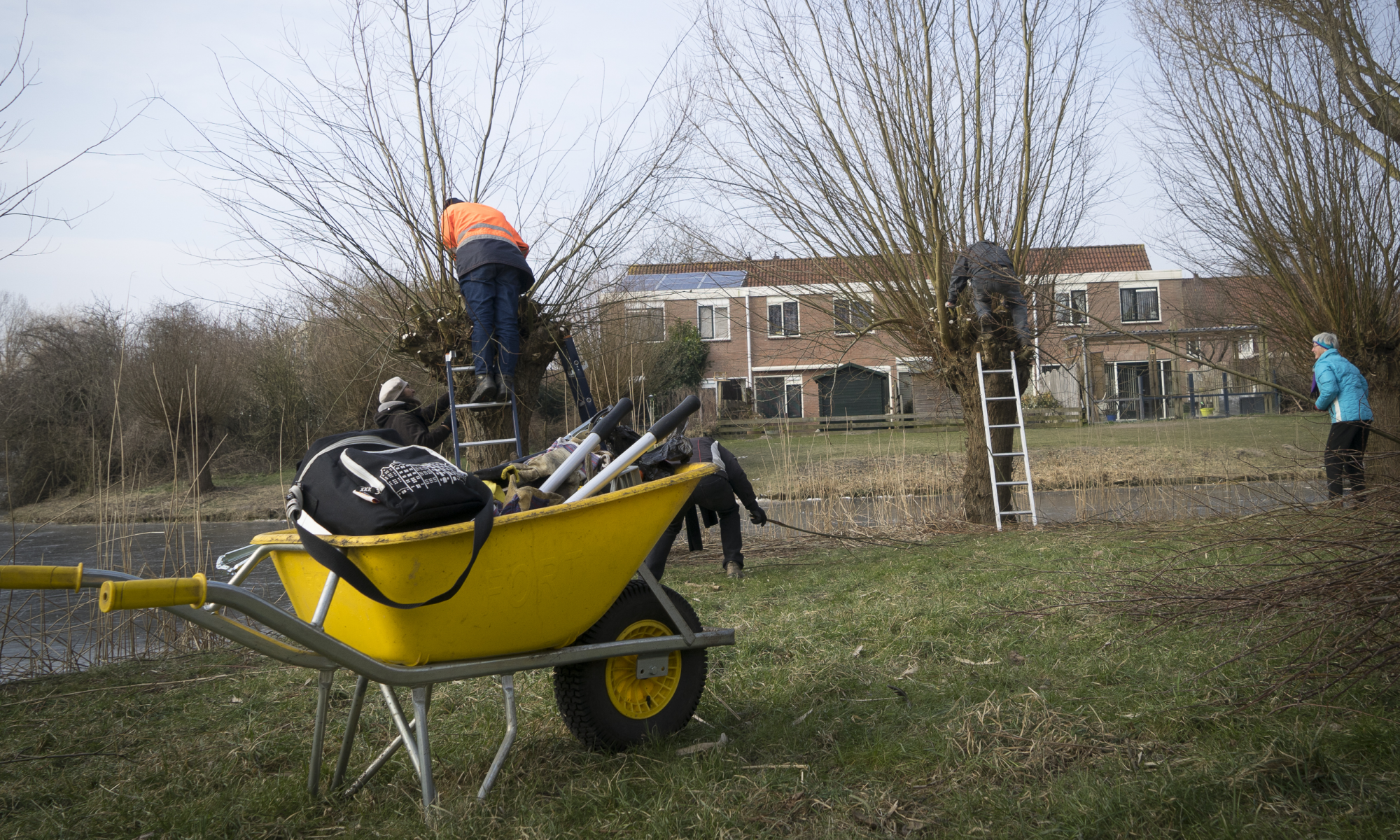 Wilgen knotten in Rekerhout tijdens frisse Natuurwerkdag