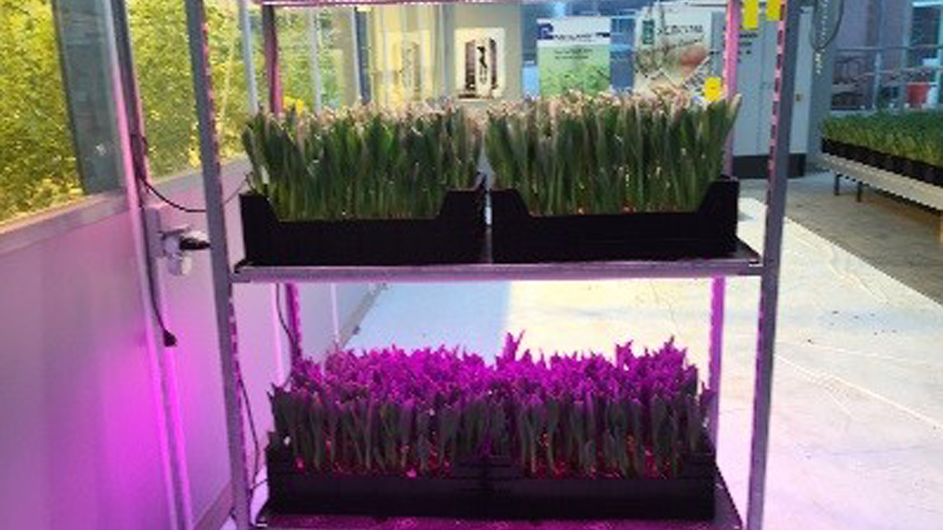 Leerlingen Clusius College openen Pop Up Tulpen Experience aan Waagplein