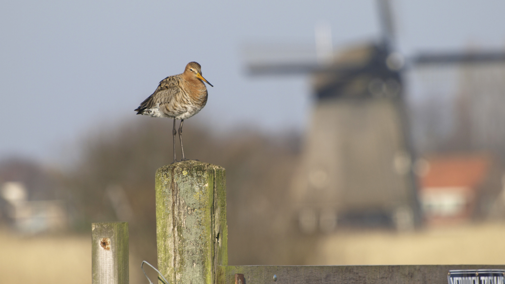 Oudorper natuurwandeling met molenbezoek, opbrengst voor KiKa