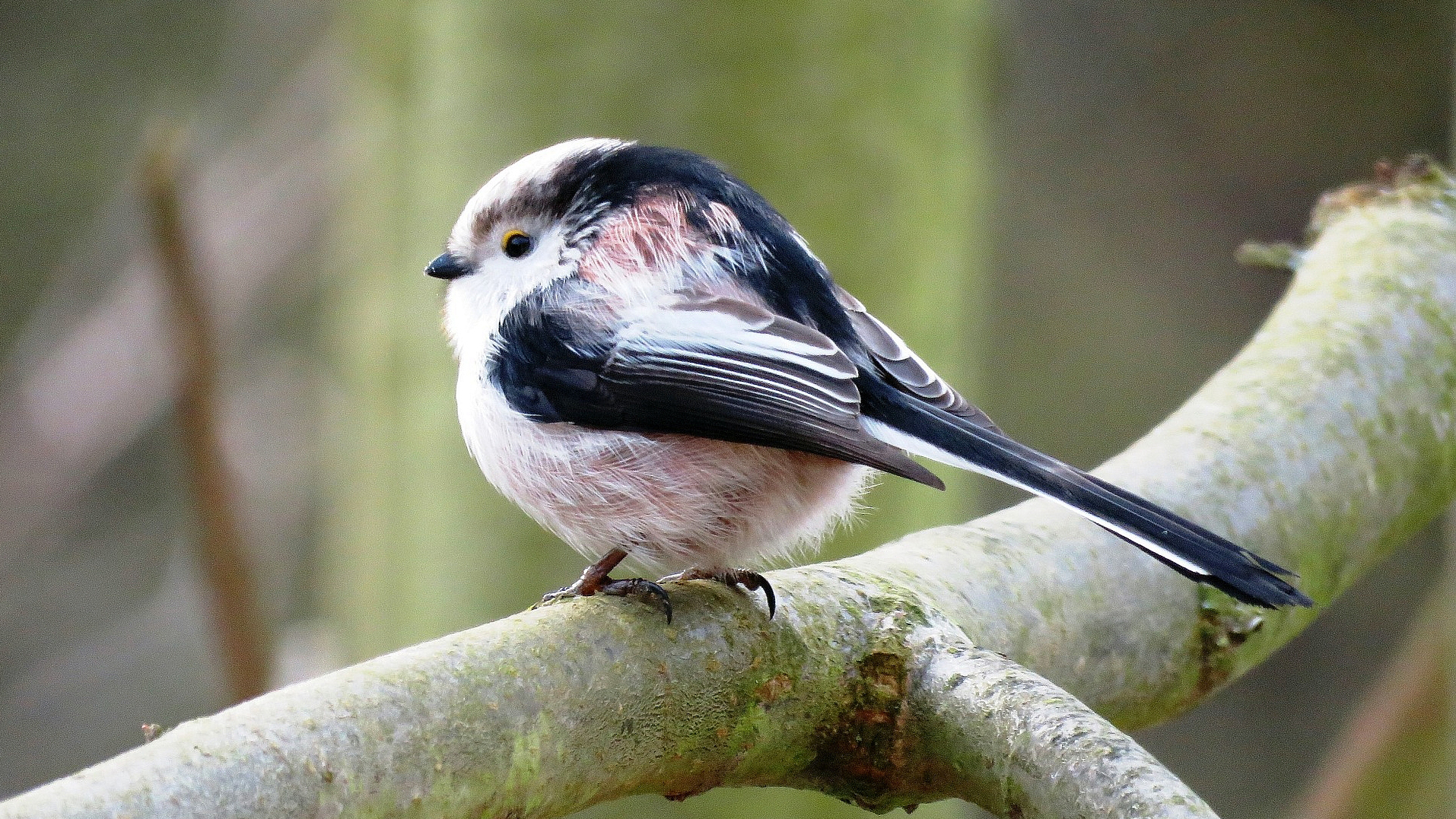 Stop-en- go-excursie vogels en voedsel in de Egmonderhout