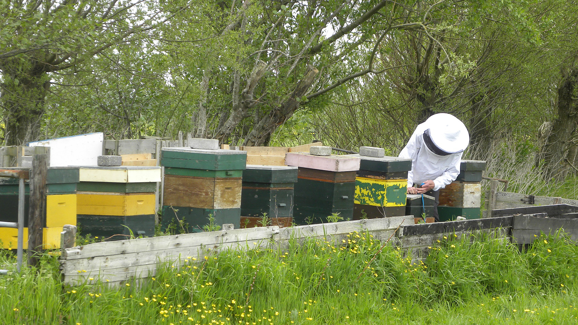 25-jarig bestaan vieren op Bijendag bij Hortus Alkmaar