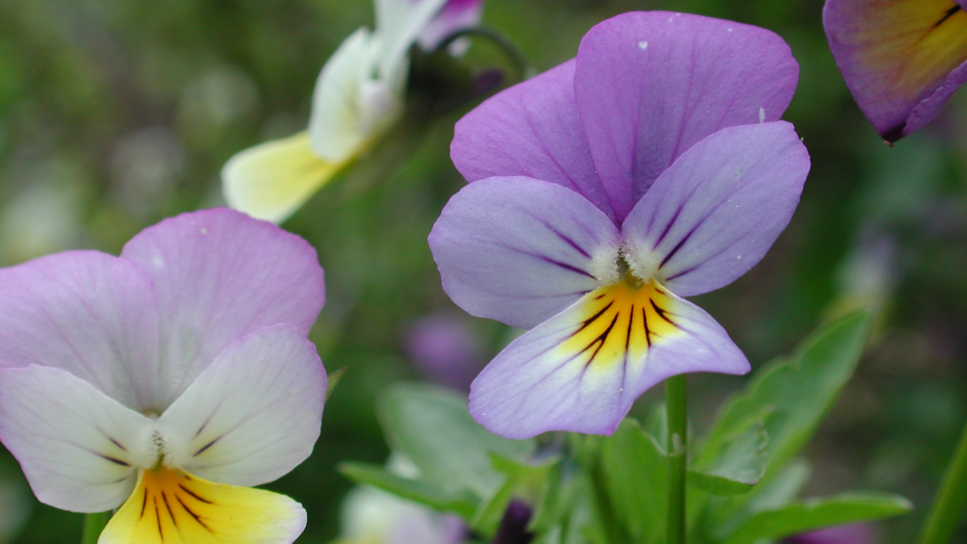 Eetbare bloemen proeven bij Hortus Alkmaar