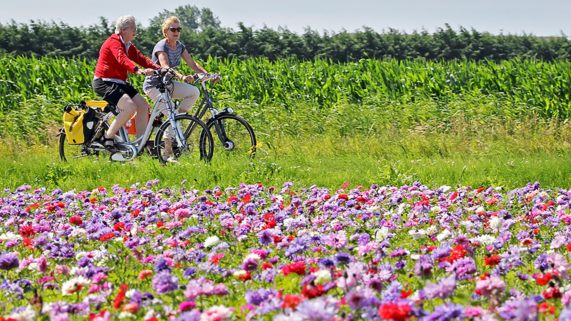 Fiets4daagse komt terug naar Alkmaar