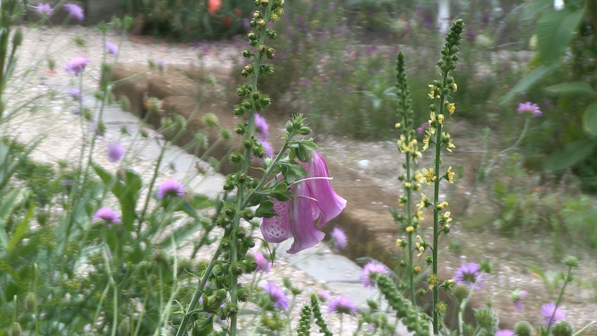 Hortus Alkmaar wil 'eigen' grond aankopen (VIDEO)