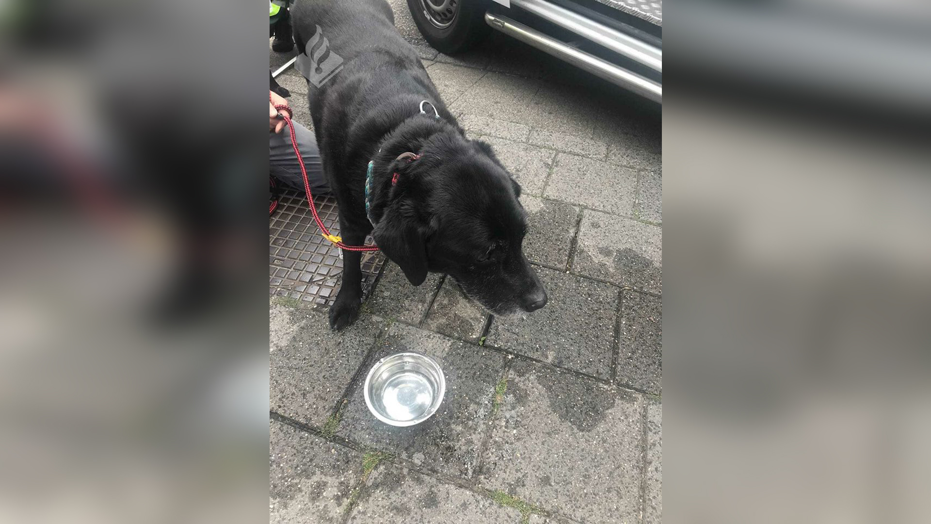 Politie redt weer honden uit te warme auto