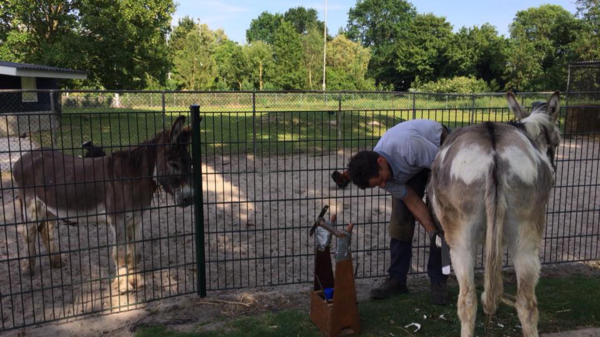 Aanzienlijke schade bij inbraak kinderboerderij