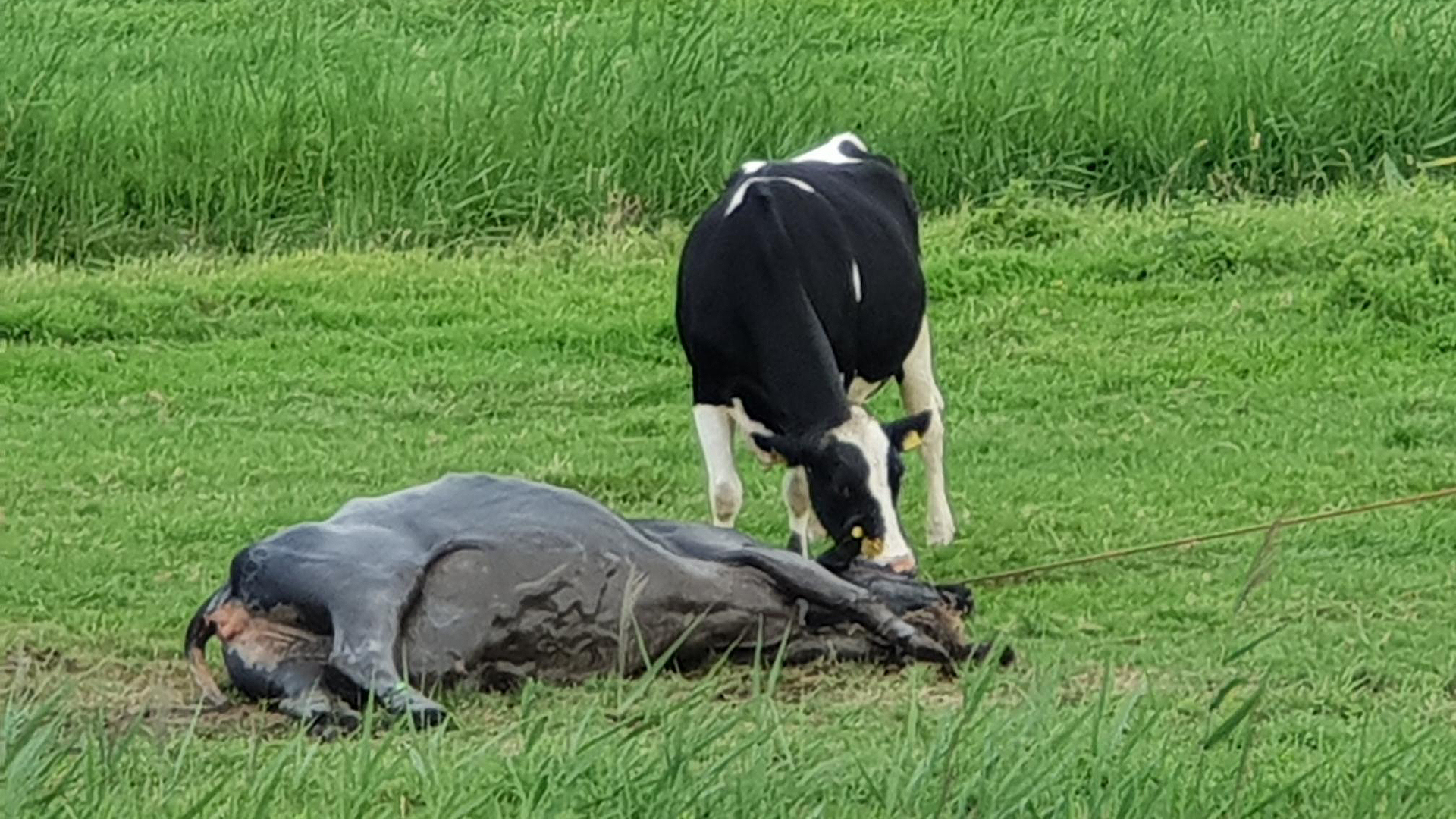 Applaus voor boer die koe uit sloot redt