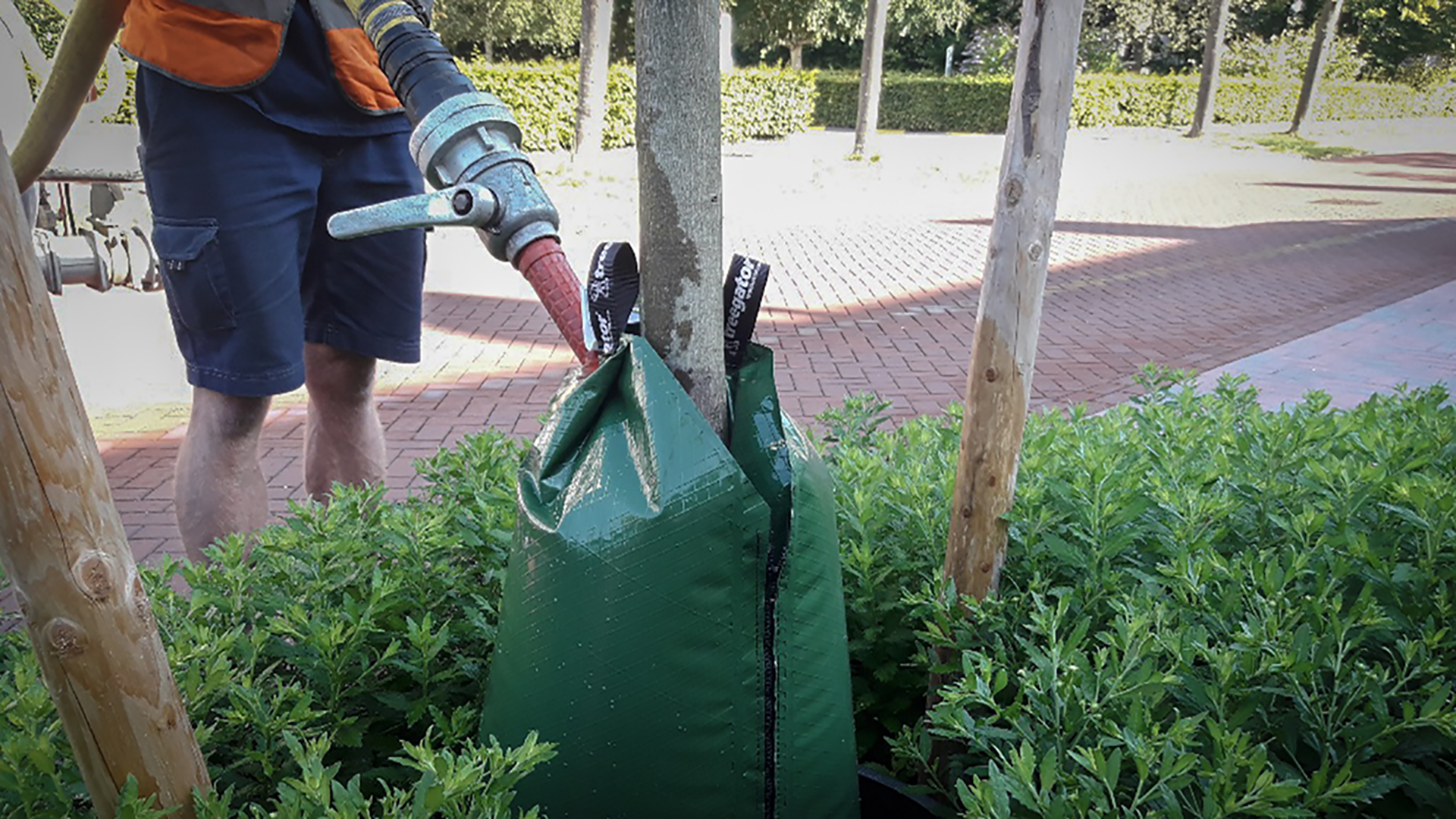 Waterzakken om Alkmaarse bomen te beschermen tegen droogte