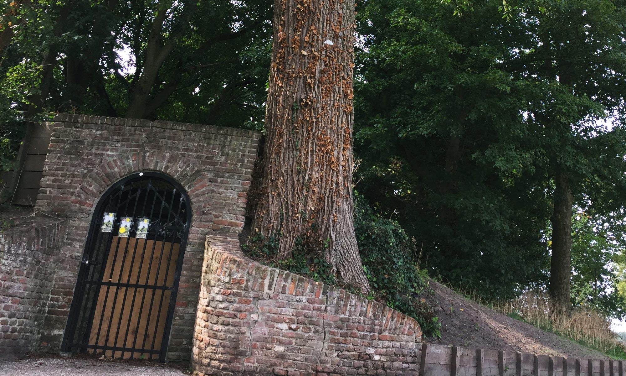 Zieke monumentale iep moet wijken