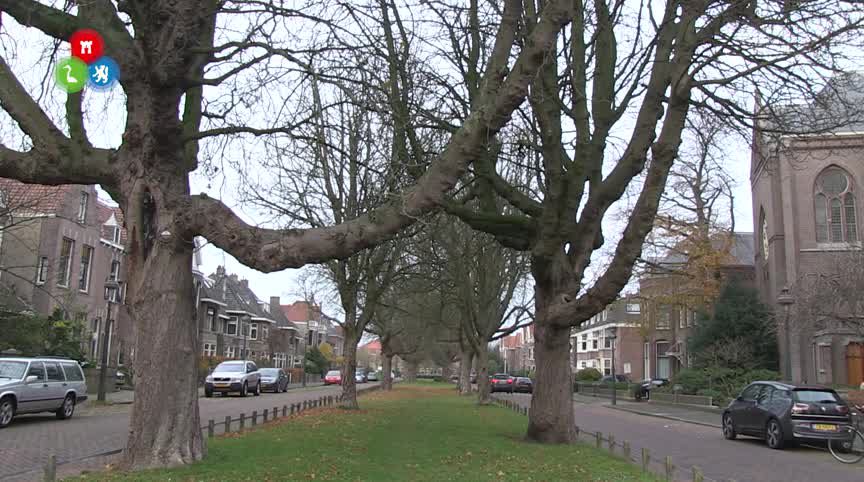 20181127 ALK Bomen NAssaulaan