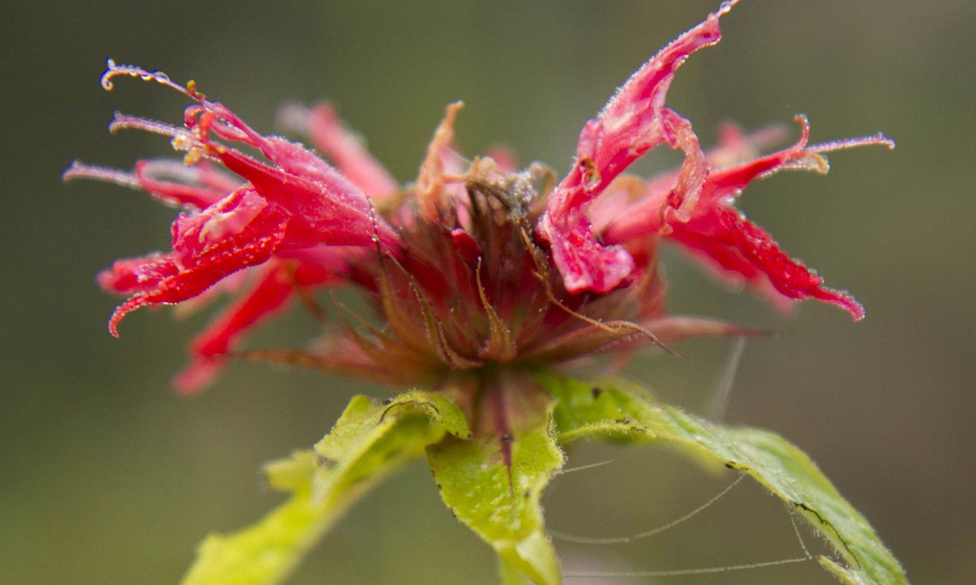 Cursus Lightroom bij Hortus Alkmaar