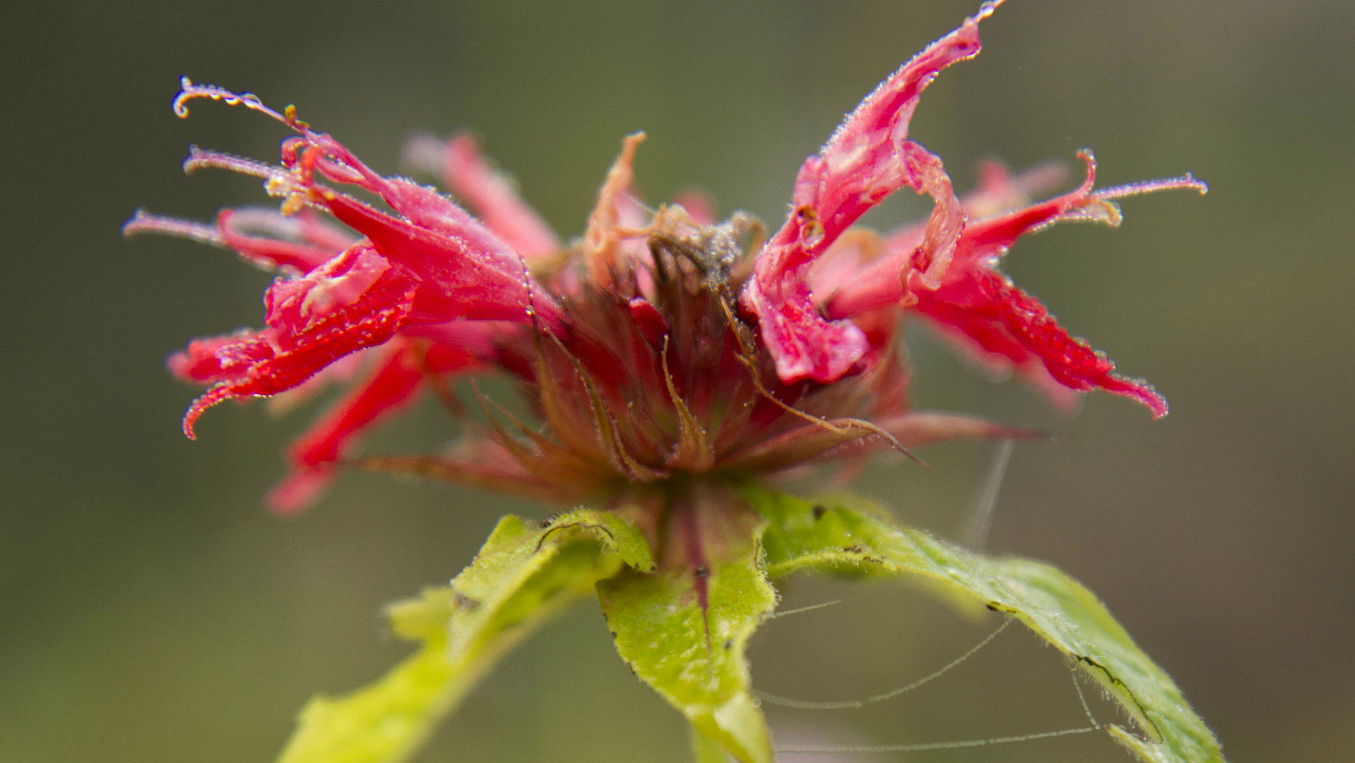 Cursus Lightroom bij Hortus Alkmaar
