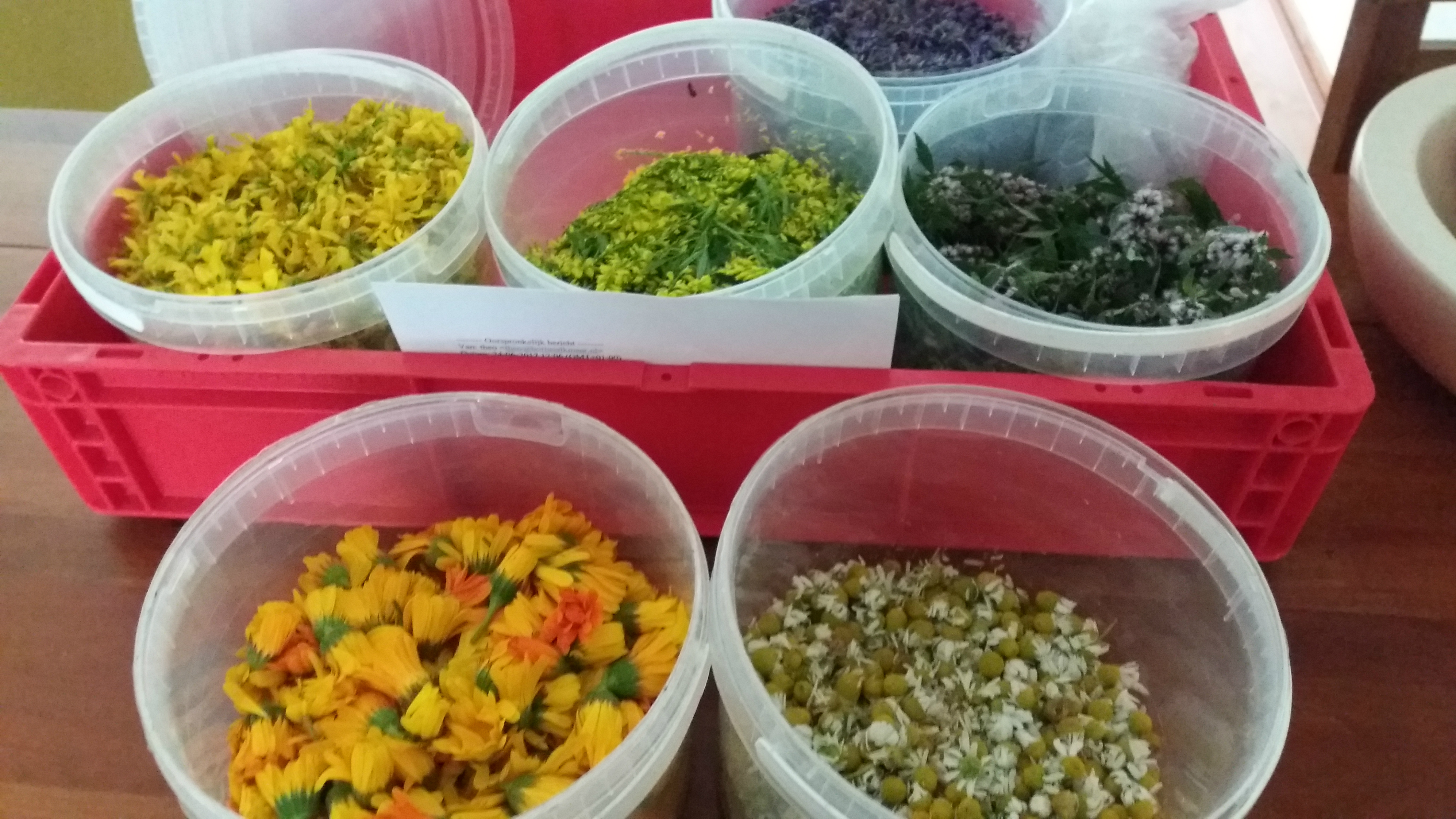 Kruidenworkshop ‘Je buik in balans’ bij Hortus Alkmaar
