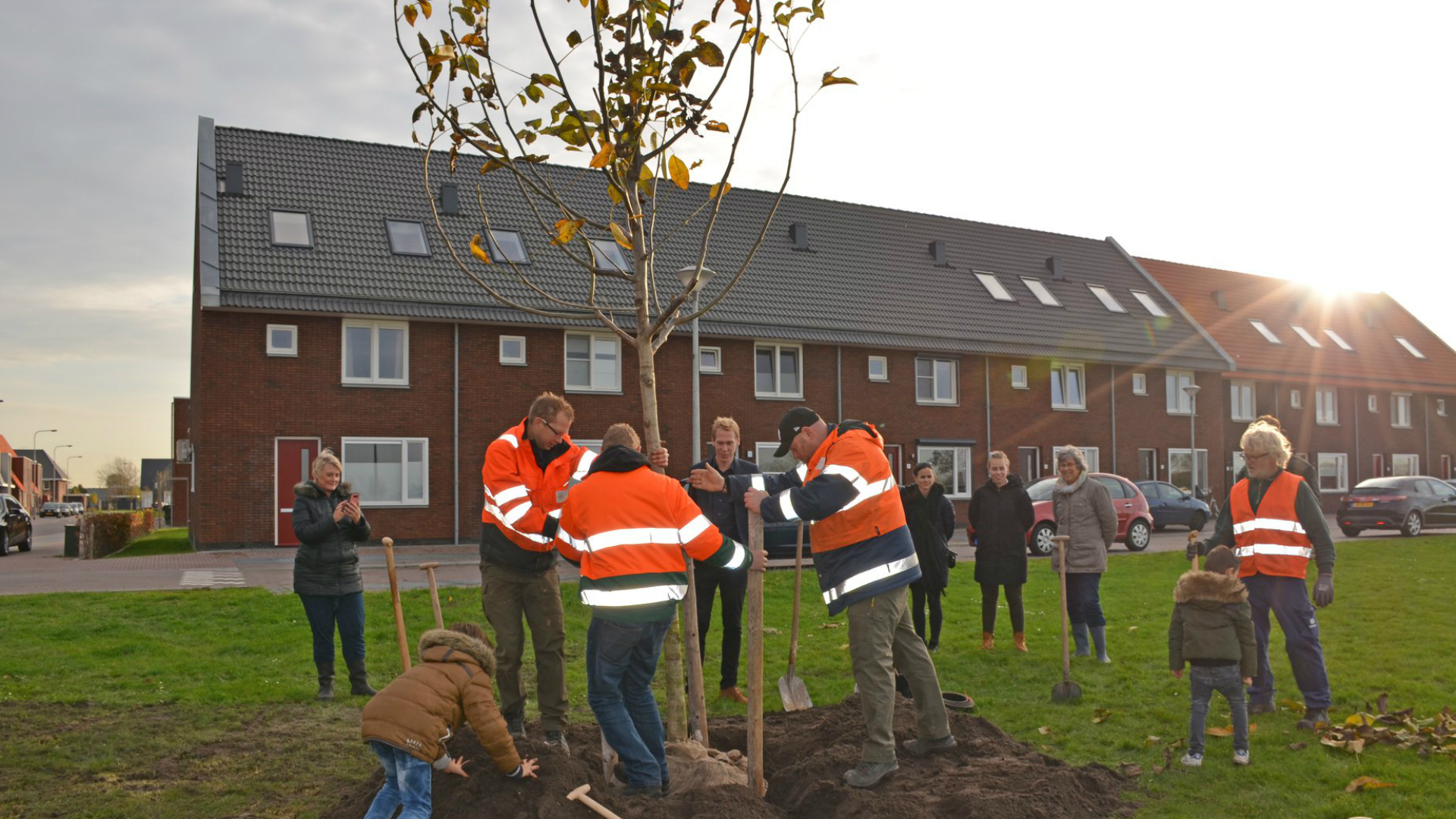 Monumentale Walnootboom gepland in wijk Westerdel Langedijk