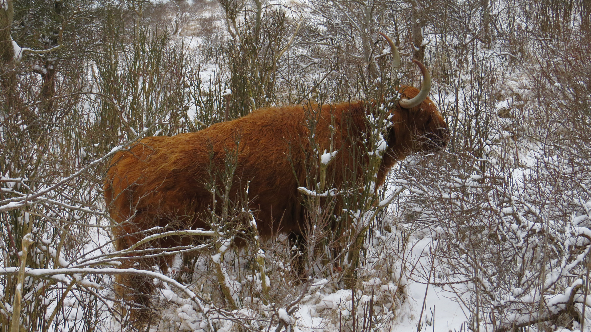 Winterse duinwandeling vanaf de Schaapskooi in Bergen