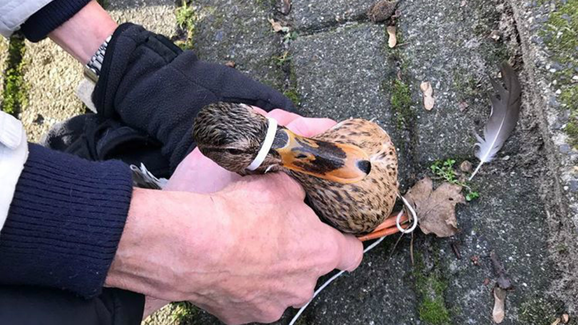 Alkmaarse dierenvriend Nino redt eend uit benarde positie