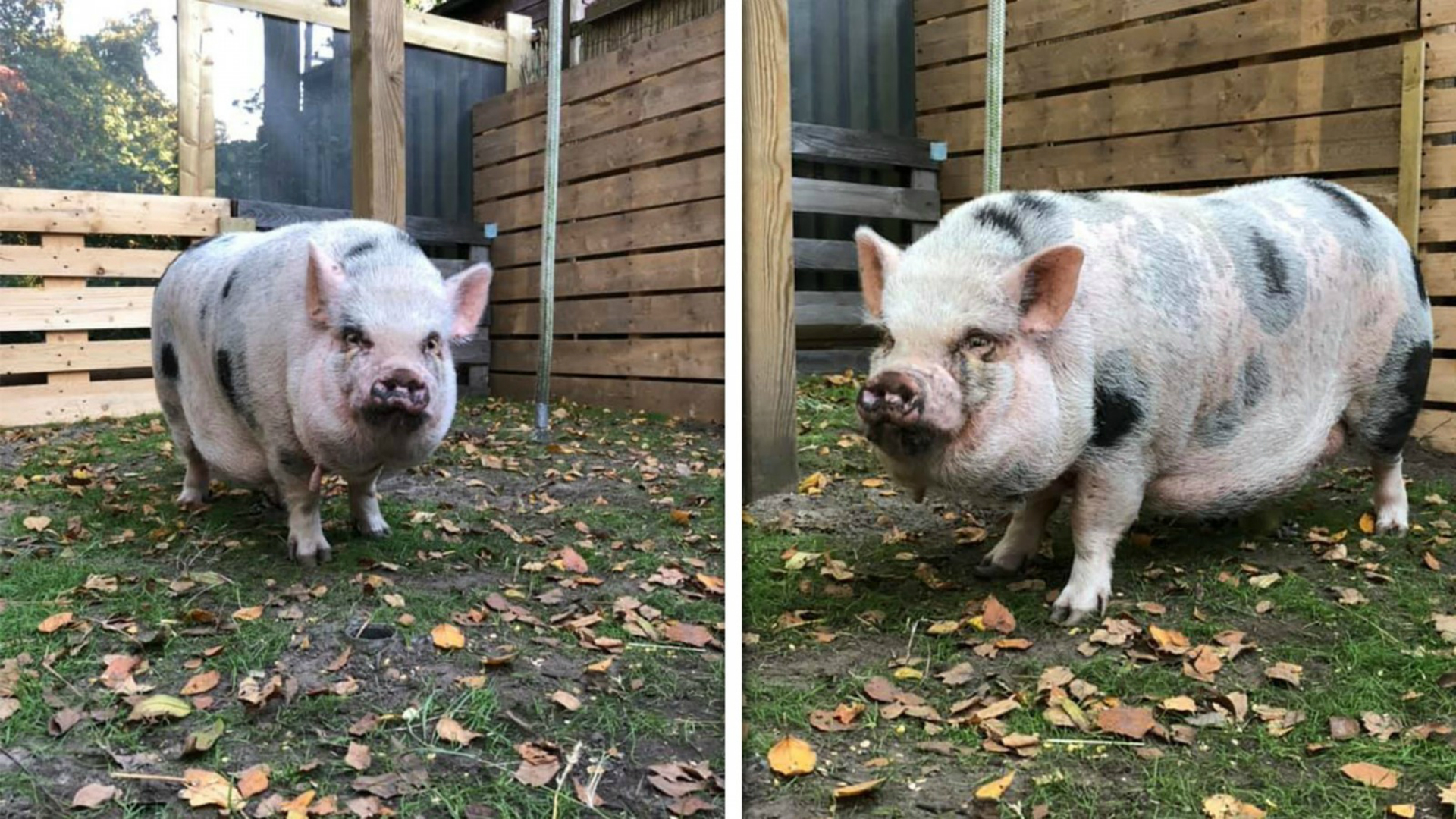 Gezocht: nieuw huisje voor Alkmaars varkentje Bonnie