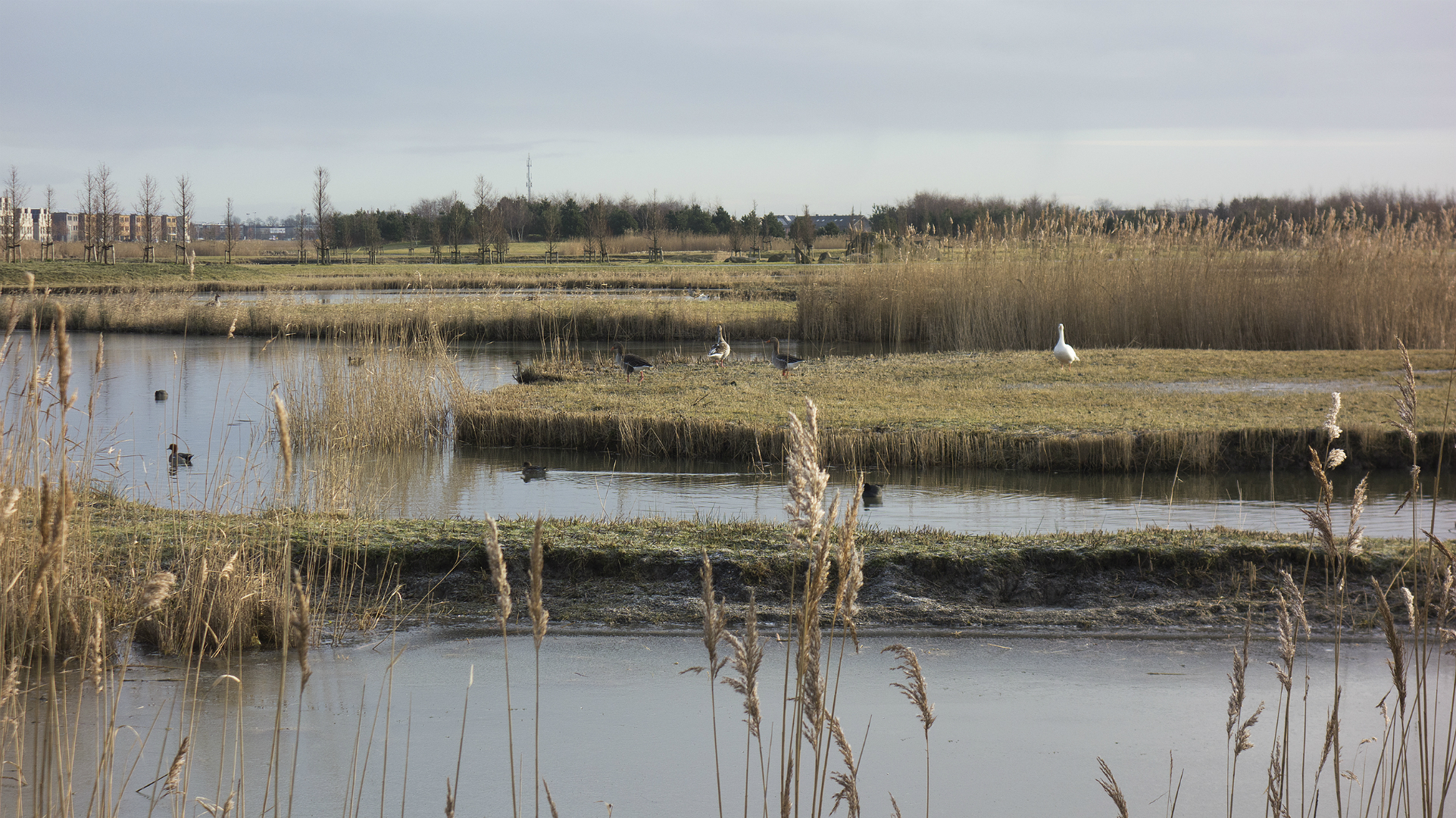 Winterwandeling door Park van Luna in Heerhugowaard