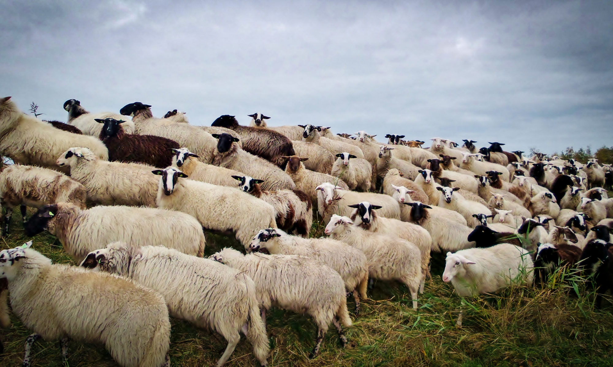 Waardse schapen in mei actief langs N242 en kanaal Alkmaar-Kolhorn