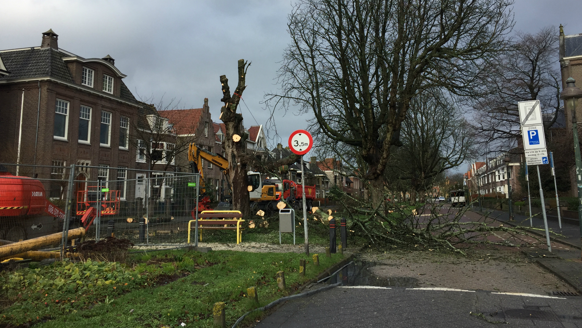 Kastanjebomen aan Nassaulaan worden gekapt, nieuwe boompjes worden geplant