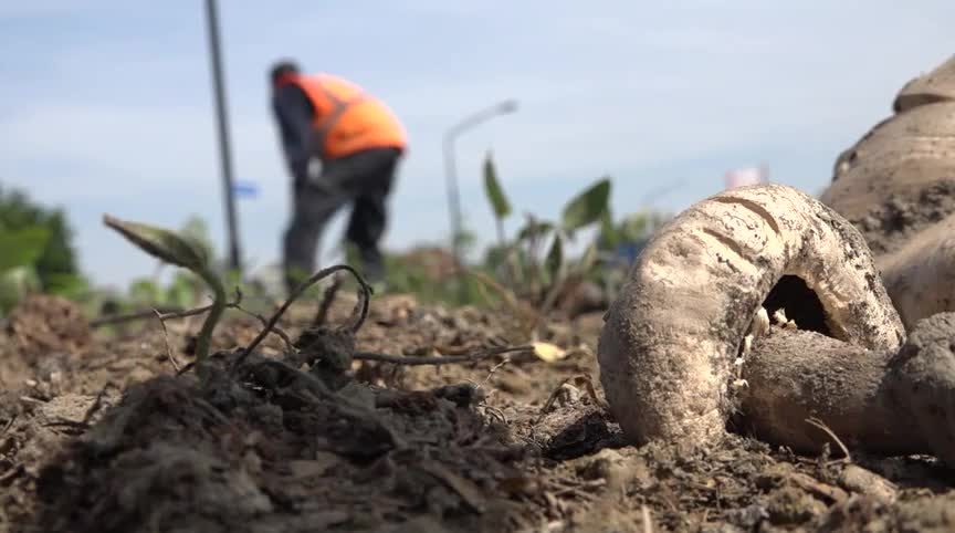 20190523 HHW invasie paddestoelen