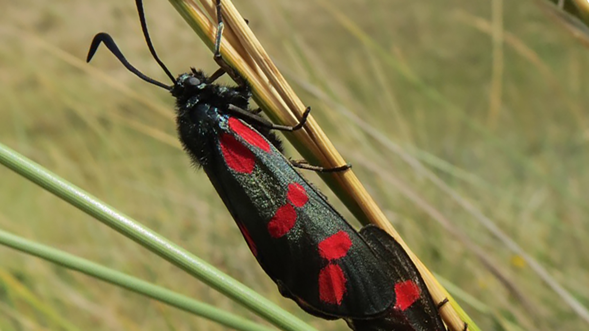 Vlinderwandeling in Bergense duinen