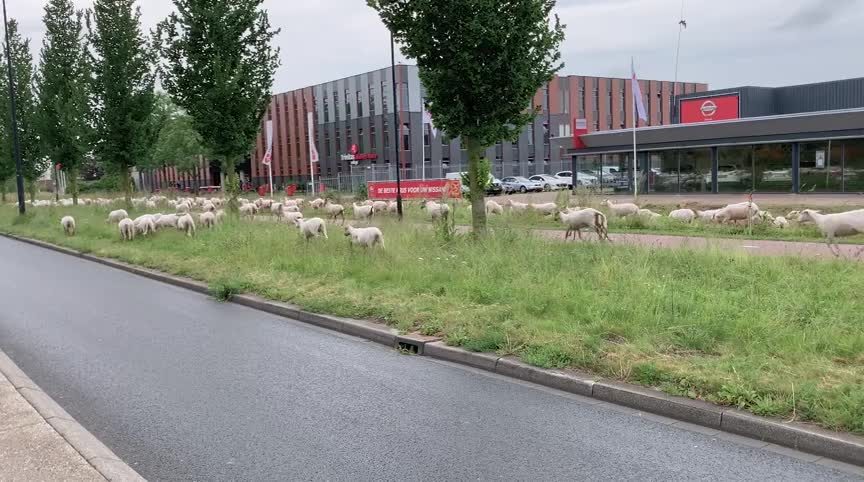 20190605 HHW schapen westtangent 1