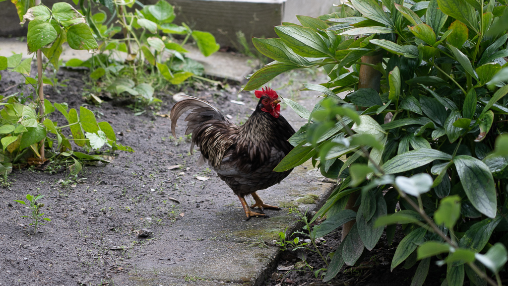 Geen haan kraait naar twee kraaiende hanen