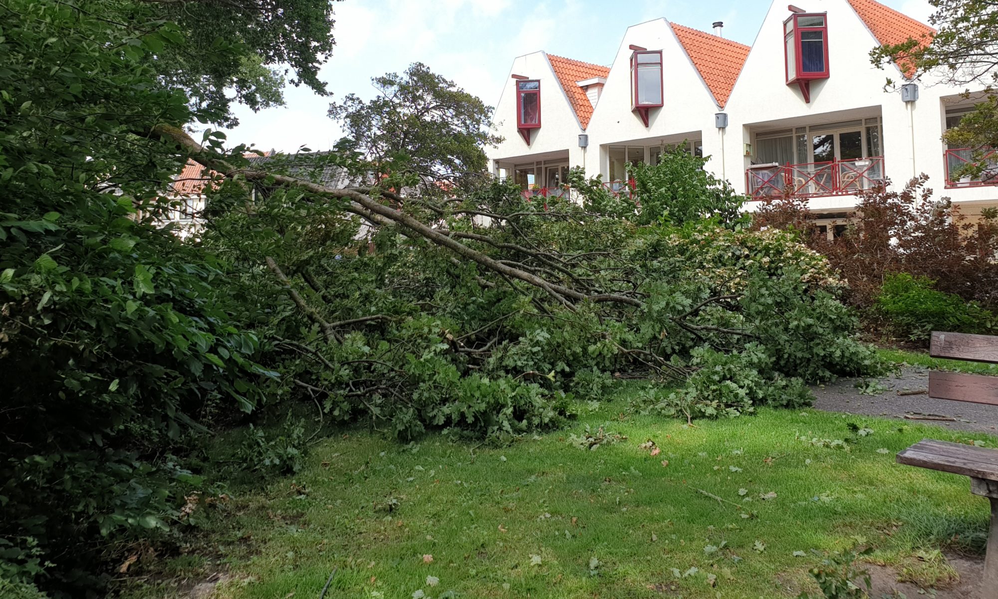 Opnieuw bijna-ongeval met van boom afbrekende tak