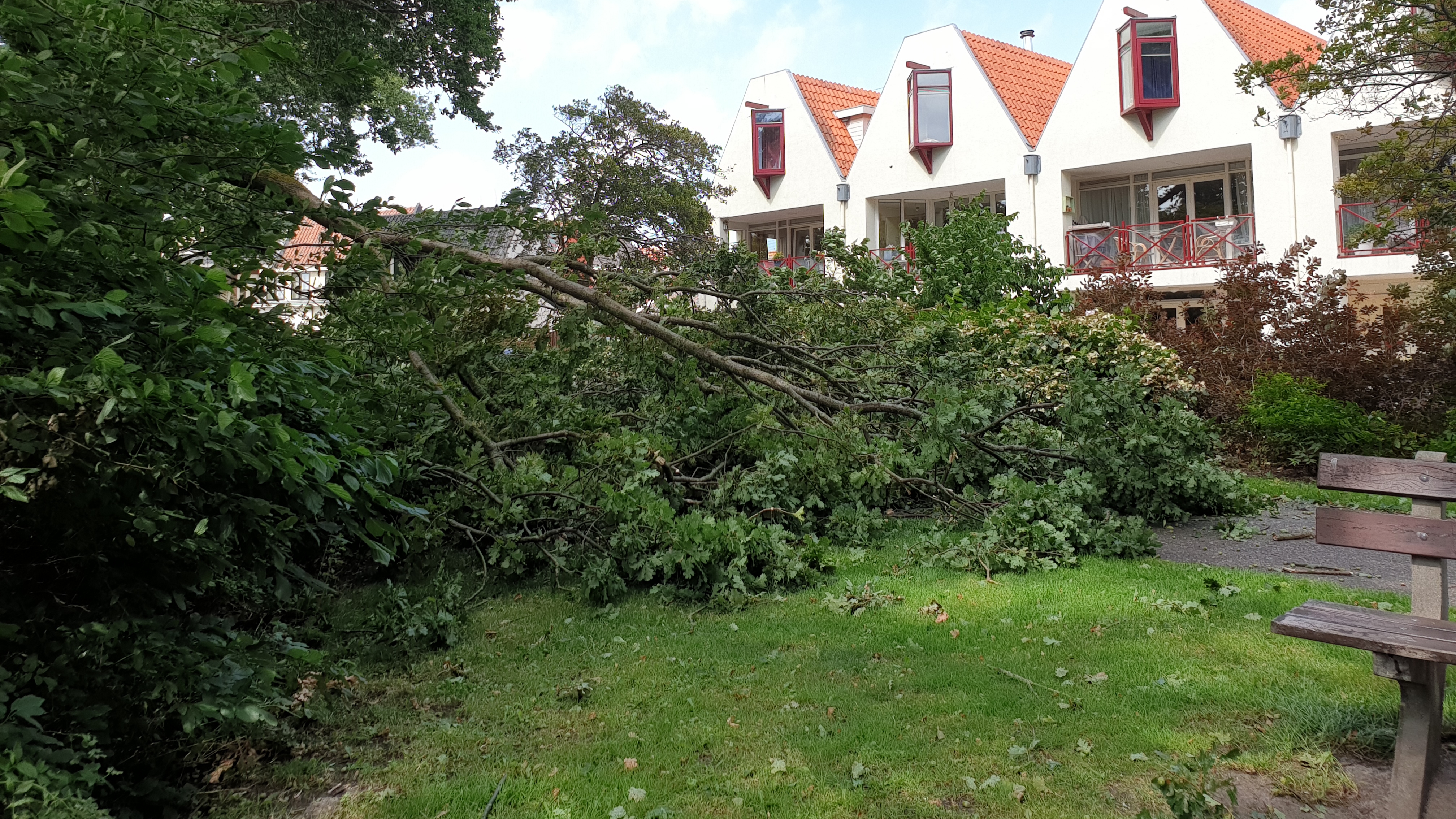 Opnieuw bijna-ongeval met van boom afbrekende tak