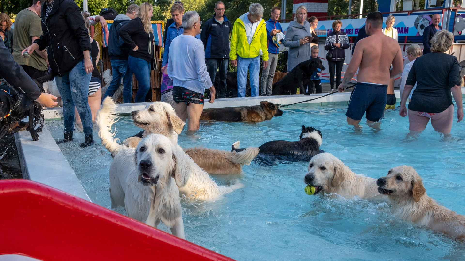 Zwembad De Bever sluit seizoen af met poolparty voor honden 1