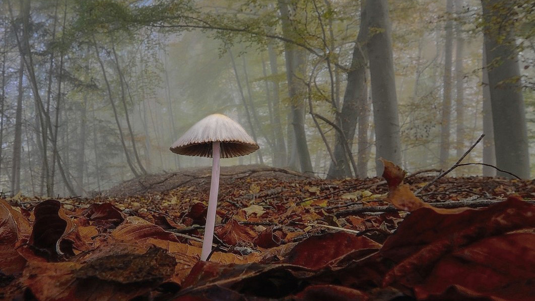 Workshop natuurfotografie in Schoorlse Duinen