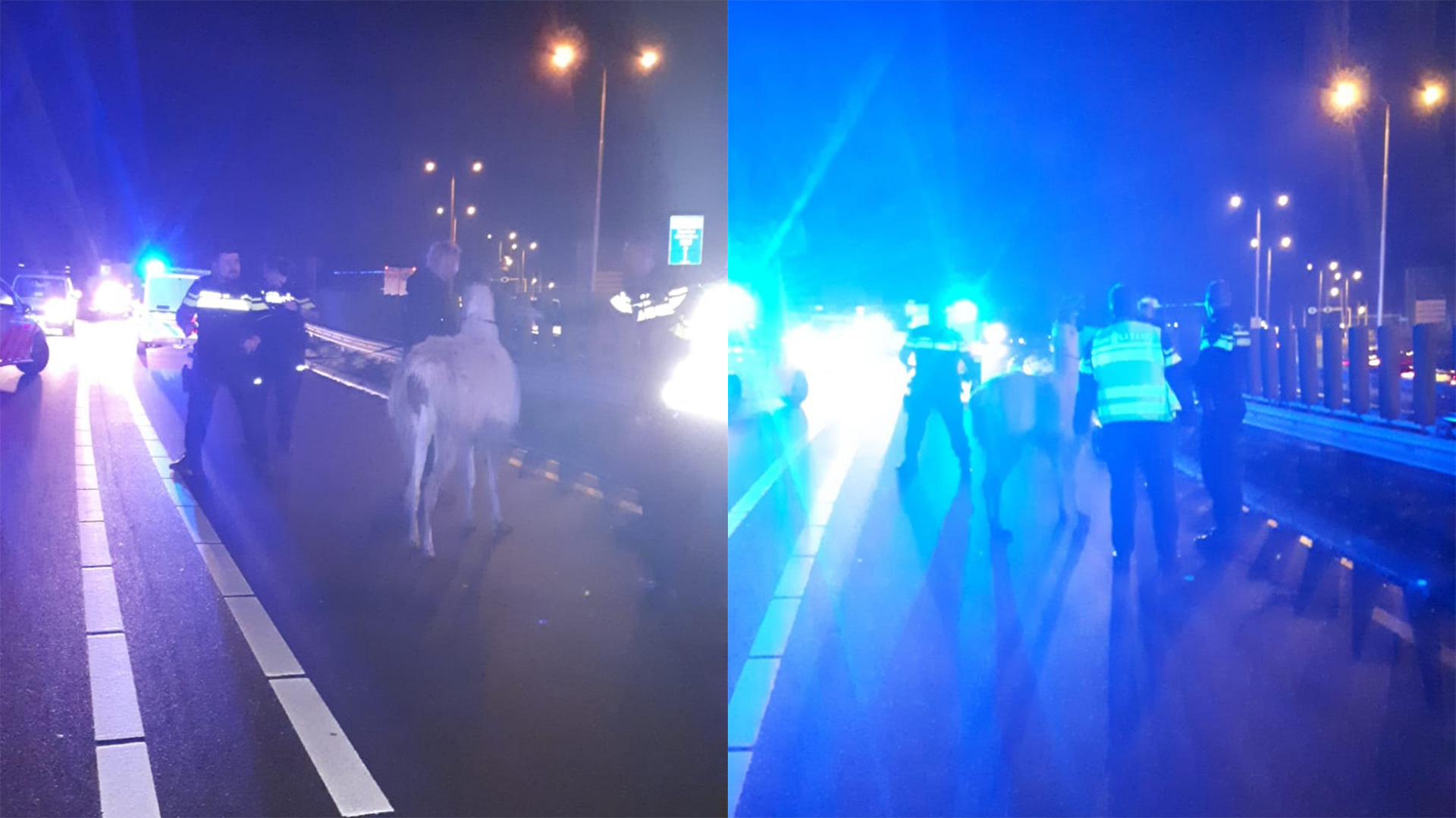 Politie haalt bij Zuidontsnapte lama van N244 bij Z