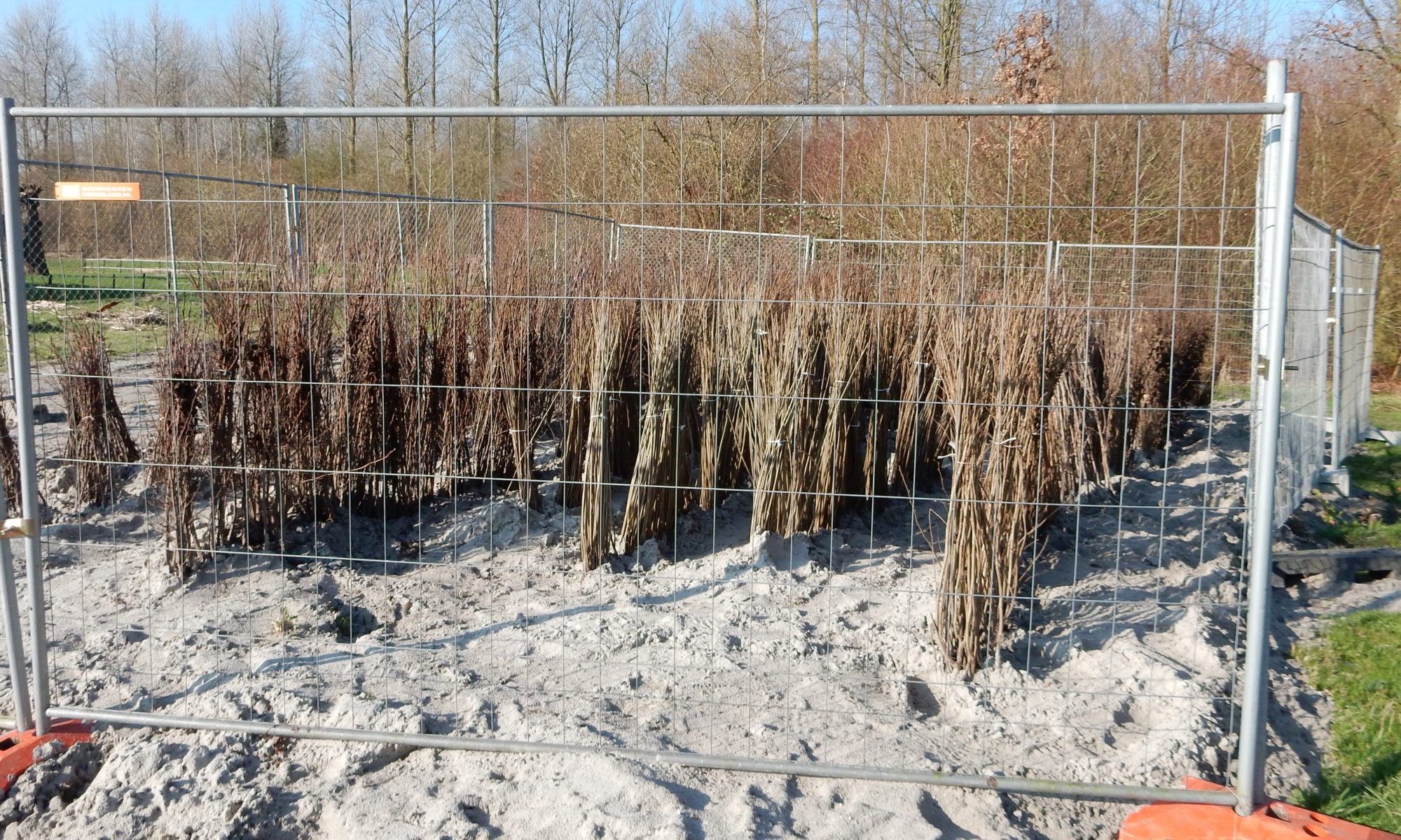 Staatsbosbeheer plant vanaf volgende week 7.800 bomen in de Waarderhout