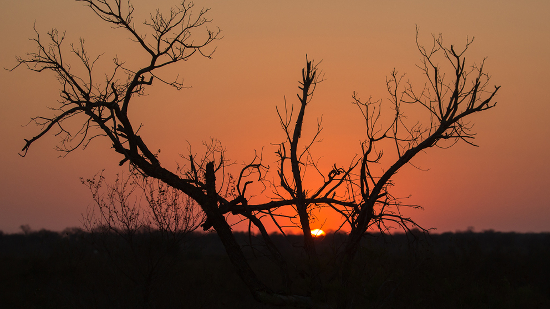 Foto-lezing over dieren in Zuid-Afrikaanse reservaten in serie 'De Middagen'