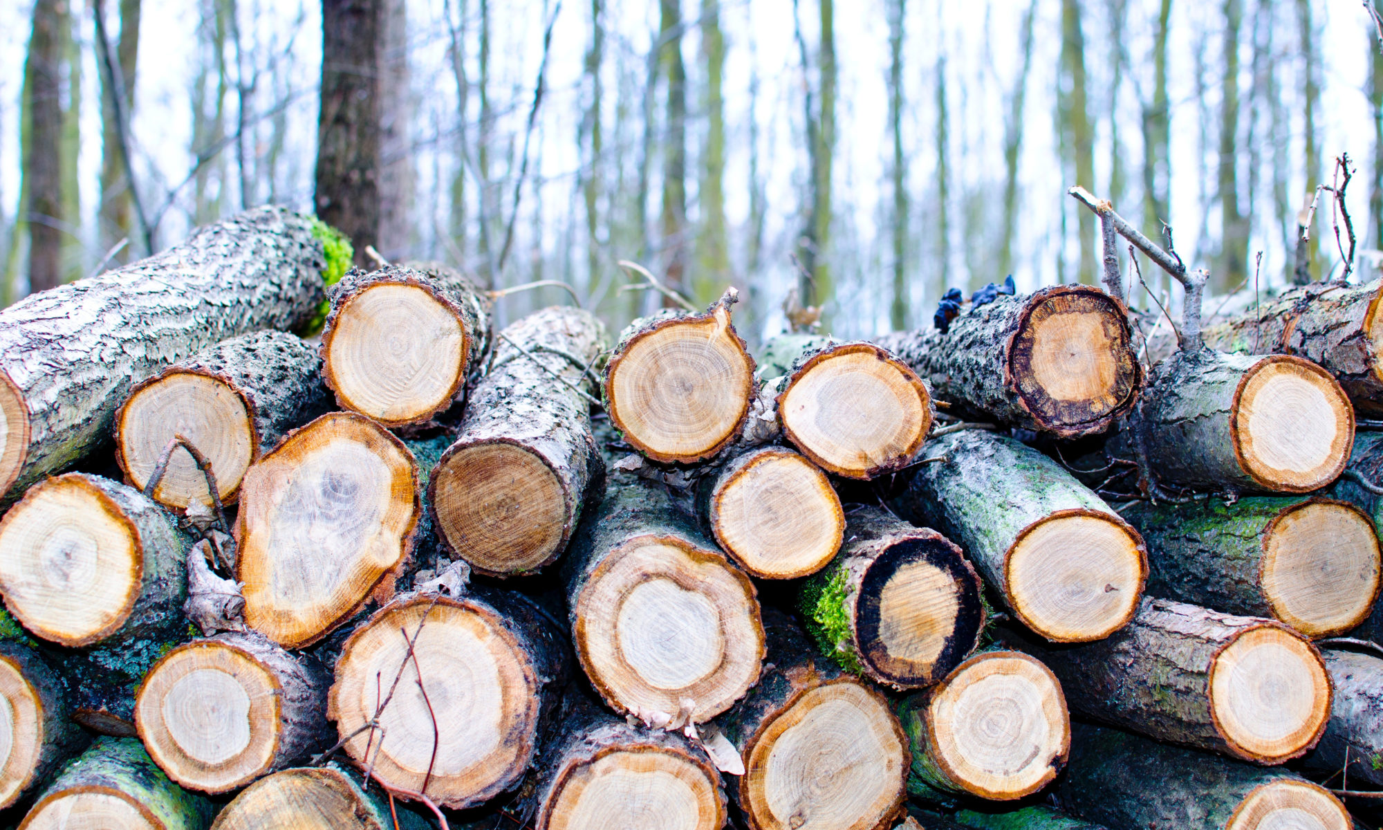 Kap van zieke bomen langs N245 van start