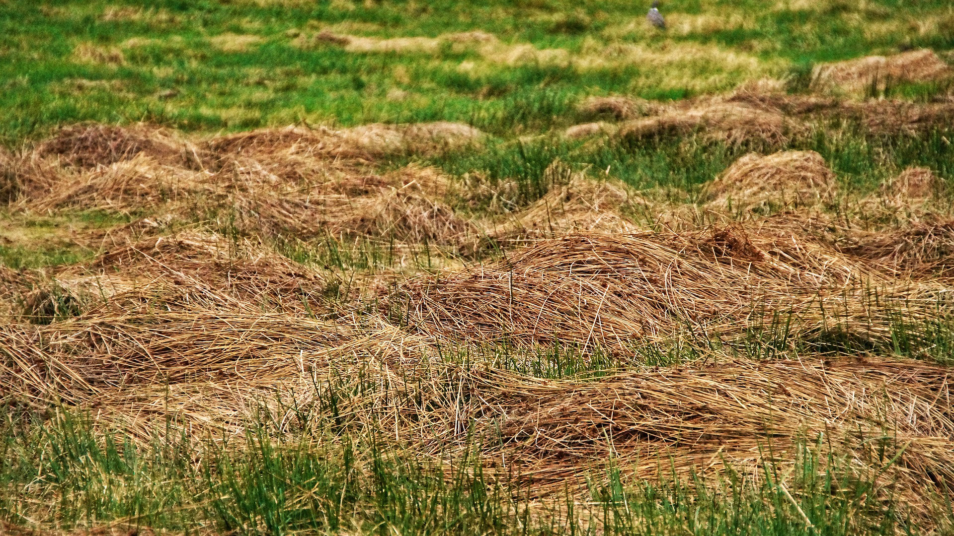 Onderhoud van sloten, bermen en oevers in Langedijk gestart