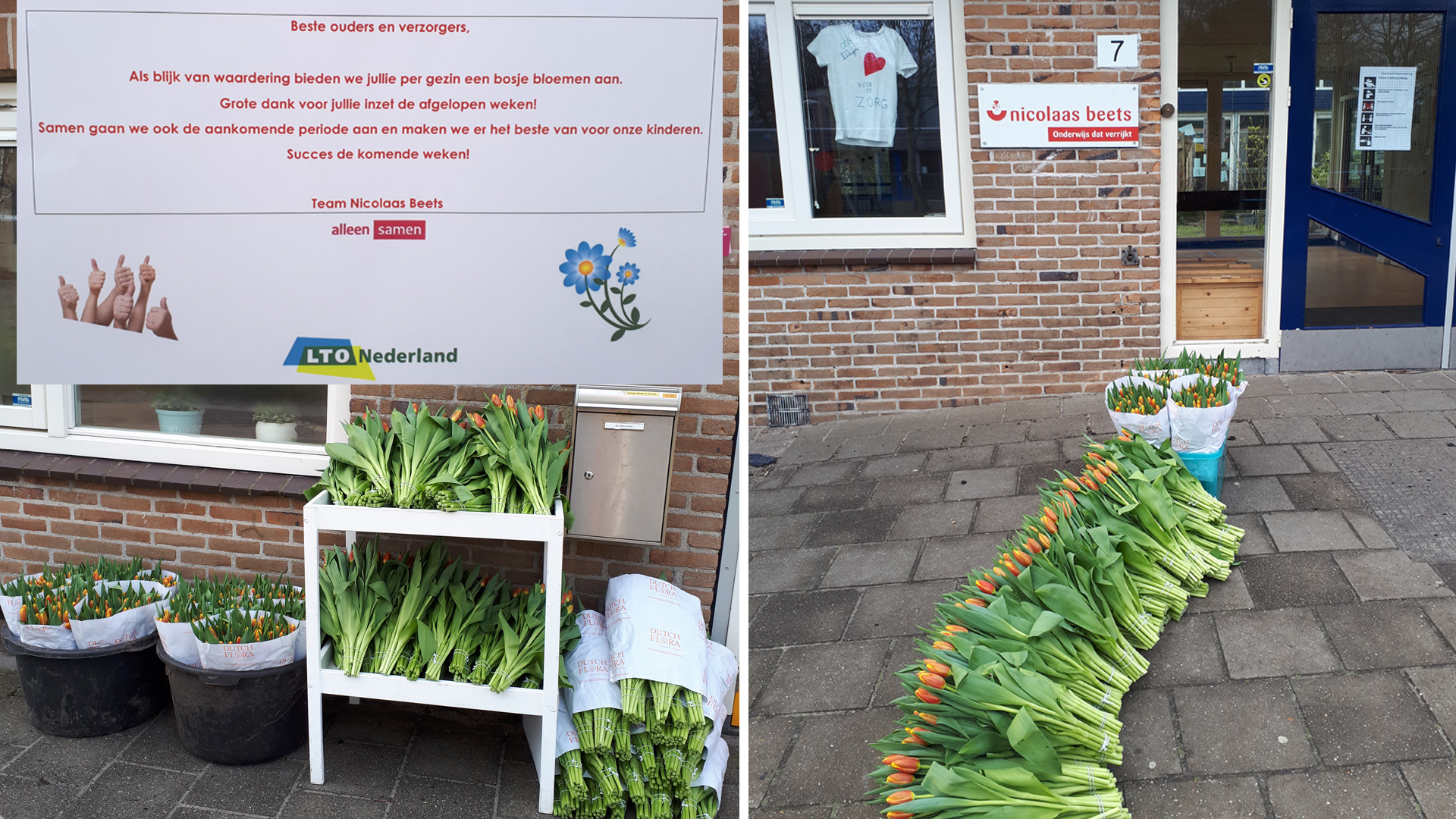 Bosjes tulpen voor ouders van kinderen op de Alkmaarse obs Nicolaas Beets